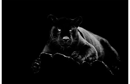 Black Panther Tempered Glass Wall Art - Picture